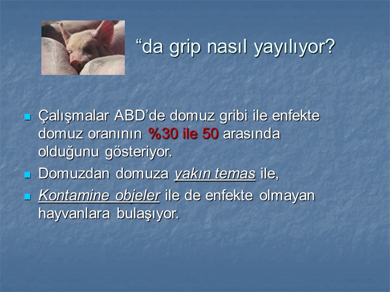 “da grip nasıl yayılıyor?  Çalışmalar ABD’de domuz gribi ile enfekte domuz oranının %30